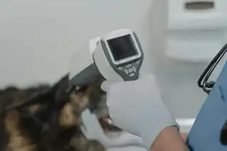 Sterilisation Kätzin